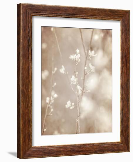 Cherry Tree Blossom, Abstract Soft Color Floral Background-Anna Omelchenko-Framed Art Print