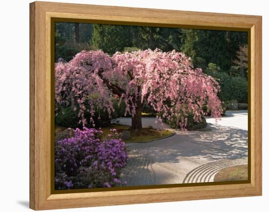 Cherry Tree Blossoms Over Rock Garden in the Japanese Gardens, Washington Park, Portland, Oregon-Janis Miglavs-Framed Premier Image Canvas