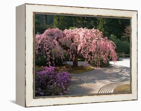 Cherry Tree Blossoms Over Rock Garden in the Japanese Gardens, Washington Park, Portland, Oregon-Janis Miglavs-Framed Premier Image Canvas