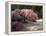 Cherry Tree Blossoms Over Rock Garden in the Japanese Gardens, Washington Park, Portland, Oregon-Janis Miglavs-Framed Premier Image Canvas