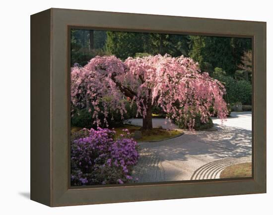 Cherry Tree Blossoms Over Rock Garden in the Japanese Gardens, Washington Park, Portland, Oregon-Janis Miglavs-Framed Premier Image Canvas