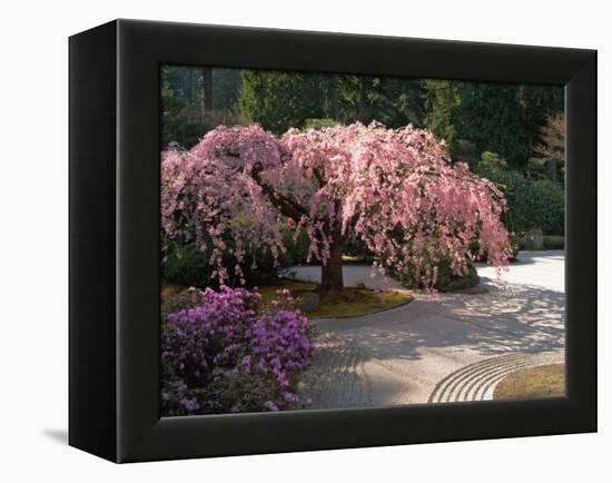 Cherry Tree Blossoms Over Rock Garden in the Japanese Gardens, Washington Park, Portland, Oregon-Janis Miglavs-Framed Premier Image Canvas