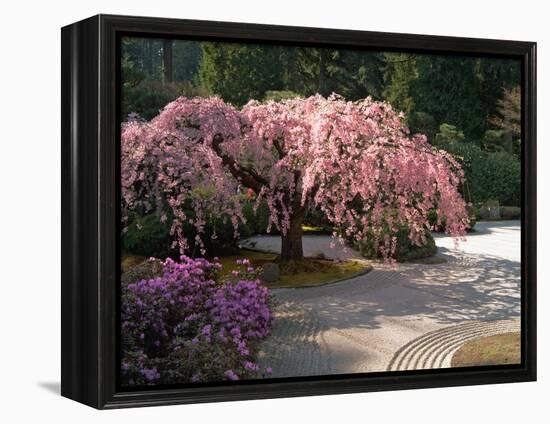 Cherry Tree Blossoms Over Rock Garden in the Japanese Gardens, Washington Park, Portland, Oregon-Janis Miglavs-Framed Premier Image Canvas