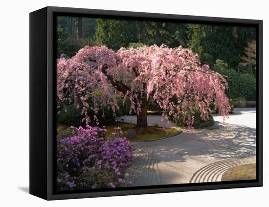 Cherry Tree Blossoms Over Rock Garden in the Japanese Gardens, Washington Park, Portland, Oregon-Janis Miglavs-Framed Premier Image Canvas