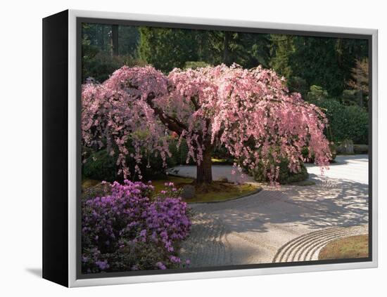 Cherry Tree Blossoms Over Rock Garden in the Japanese Gardens, Washington Park, Portland, Oregon-Janis Miglavs-Framed Premier Image Canvas