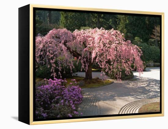 Cherry Tree Blossoms Over Rock Garden in the Japanese Gardens, Washington Park, Portland, Oregon-Janis Miglavs-Framed Premier Image Canvas