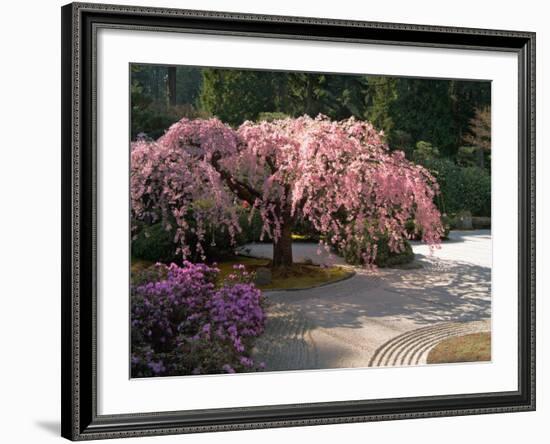 Cherry Tree Blossoms Over Rock Garden in the Japanese Gardens, Washington Park, Portland, Oregon-Janis Miglavs-Framed Photographic Print