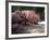 Cherry Tree Blossoms Over Rock Garden in the Japanese Gardens, Washington Park, Portland, Oregon-Janis Miglavs-Framed Photographic Print