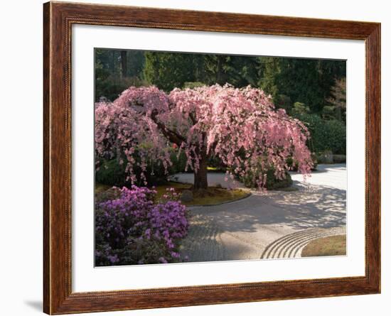 Cherry Tree Blossoms Over Rock Garden in the Japanese Gardens, Washington Park, Portland, Oregon-Janis Miglavs-Framed Photographic Print