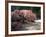 Cherry Tree Blossoms Over Rock Garden in the Japanese Gardens, Washington Park, Portland, Oregon-Janis Miglavs-Framed Photographic Print