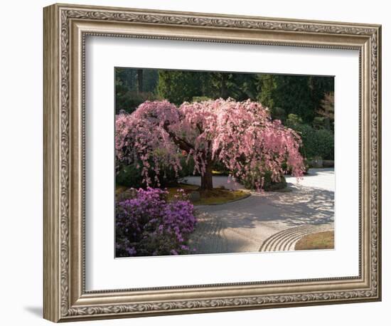 Cherry Tree Blossoms Over Rock Garden in the Japanese Gardens, Washington Park, Portland, Oregon-Janis Miglavs-Framed Photographic Print