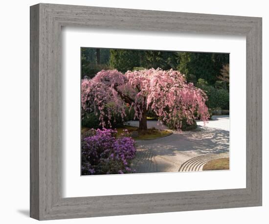 Cherry Tree Blossoms Over Rock Garden in the Japanese Gardens, Washington Park, Portland, Oregon-Janis Miglavs-Framed Photographic Print