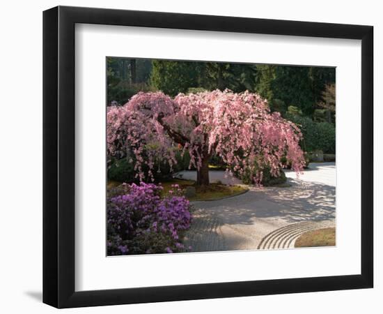 Cherry Tree Blossoms Over Rock Garden in the Japanese Gardens, Washington Park, Portland, Oregon-Janis Miglavs-Framed Photographic Print