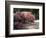 Cherry Tree Blossoms Over Rock Garden in the Japanese Gardens, Washington Park, Portland, Oregon-Janis Miglavs-Framed Photographic Print