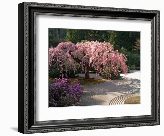 Cherry Tree Blossoms Over Rock Garden in the Japanese Gardens, Washington Park, Portland, Oregon-Janis Miglavs-Framed Photographic Print