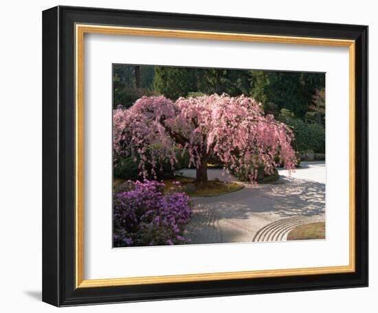 Cherry Tree Blossoms Over Rock Garden in the Japanese Gardens, Washington Park, Portland, Oregon-Janis Miglavs-Framed Photographic Print