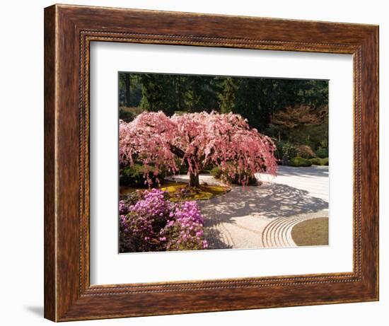 Cherry Tree Blossoms Over Rock Garden in the Japanese Gardens, Washington Park, Portland, Oregon-Janis Miglavs-Framed Photographic Print
