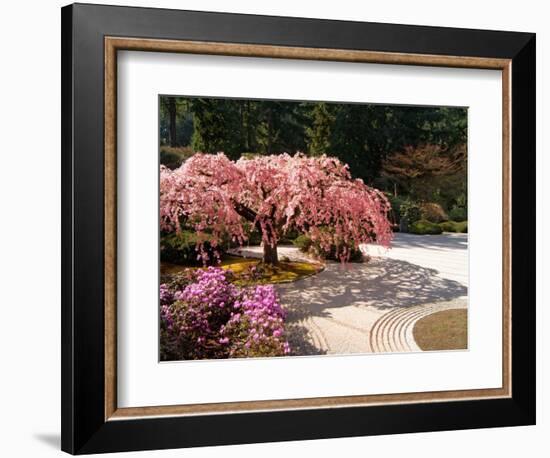 Cherry Tree Blossoms Over Rock Garden in the Japanese Gardens, Washington Park, Portland, Oregon-Janis Miglavs-Framed Photographic Print