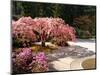 Cherry Tree Blossoms Over Rock Garden in the Japanese Gardens, Washington Park, Portland, Oregon-Janis Miglavs-Mounted Photographic Print