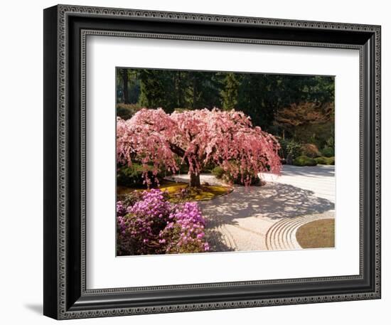 Cherry Tree Blossoms Over Rock Garden in the Japanese Gardens, Washington Park, Portland, Oregon-Janis Miglavs-Framed Photographic Print