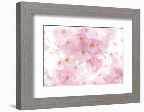 Cherry Tree, Blossoms, Pink, Close-Up-Alexander Georgiadis-Framed Photographic Print