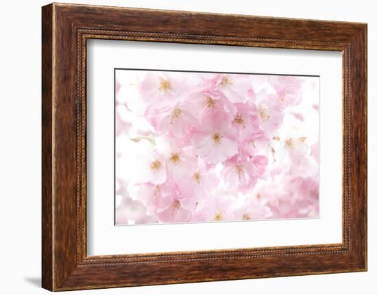 Cherry Tree, Blossoms, Pink, Close-Up-Alexander Georgiadis-Framed Photographic Print