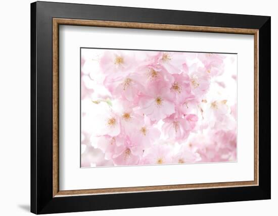 Cherry Tree, Blossoms, Pink, Close-Up-Alexander Georgiadis-Framed Photographic Print