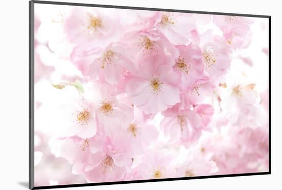 Cherry Tree, Blossoms, Pink, Close-Up-Alexander Georgiadis-Mounted Photographic Print