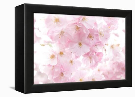 Cherry Tree, Blossoms, Pink, Close-Up-Alexander Georgiadis-Framed Premier Image Canvas