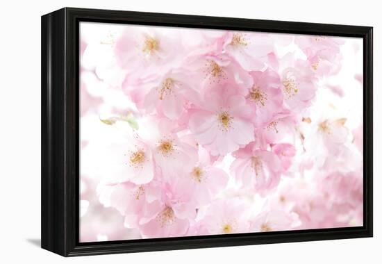 Cherry Tree, Blossoms, Pink, Close-Up-Alexander Georgiadis-Framed Premier Image Canvas