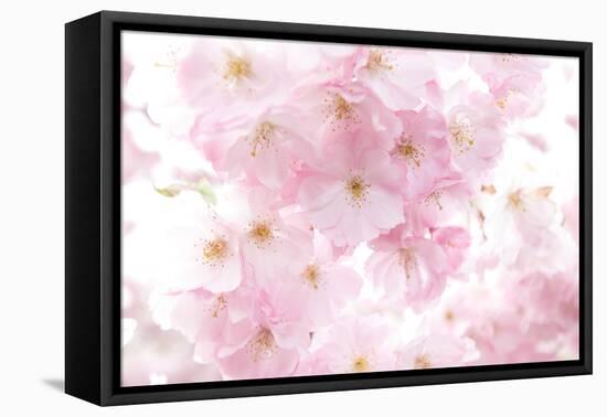 Cherry Tree, Blossoms, Pink, Close-Up-Alexander Georgiadis-Framed Premier Image Canvas