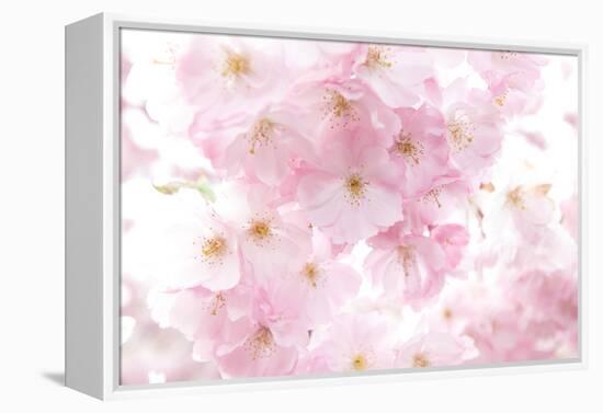 Cherry Tree, Blossoms, Pink, Close-Up-Alexander Georgiadis-Framed Premier Image Canvas