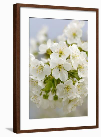 Cherry Tree, Branch, Detail, Blooms, Tree-Herbert Kehrer-Framed Photographic Print