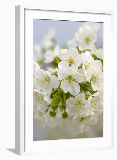 Cherry Tree, Branch, Detail, Blooms, Tree-Herbert Kehrer-Framed Photographic Print