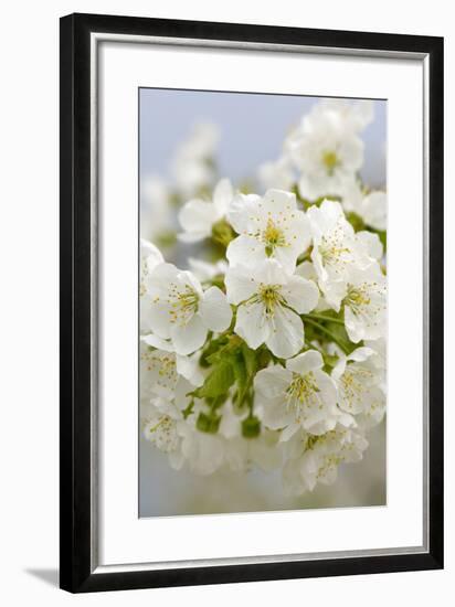 Cherry Tree, Branch, Detail, Blooms, Tree-Herbert Kehrer-Framed Photographic Print