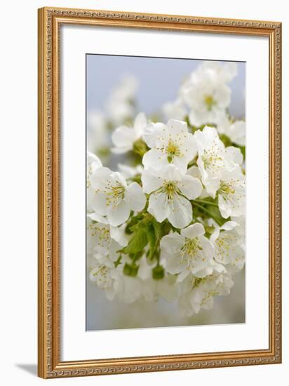 Cherry Tree, Branch, Detail, Blooms, Tree-Herbert Kehrer-Framed Photographic Print