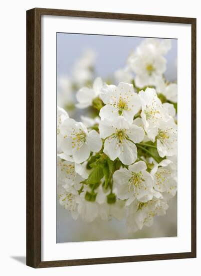 Cherry Tree, Branch, Detail, Blooms, Tree-Herbert Kehrer-Framed Photographic Print