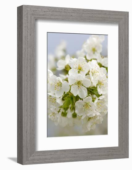 Cherry Tree, Branch, Detail, Blooms, Tree-Herbert Kehrer-Framed Photographic Print