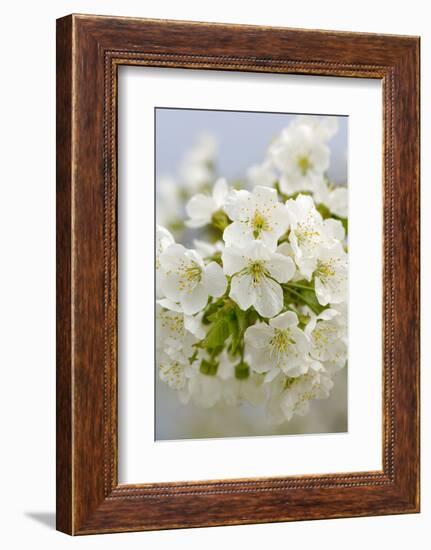 Cherry Tree, Branch, Detail, Blooms, Tree-Herbert Kehrer-Framed Photographic Print