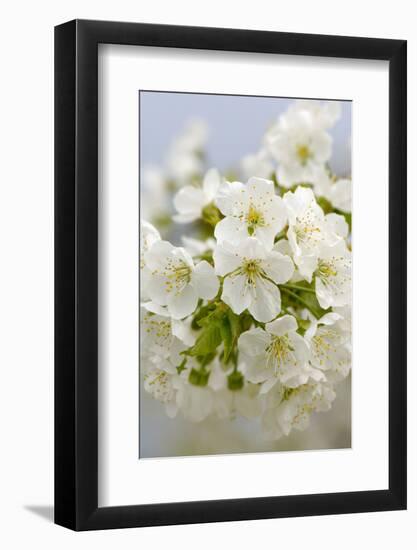 Cherry Tree, Branch, Detail, Blooms, Tree-Herbert Kehrer-Framed Photographic Print