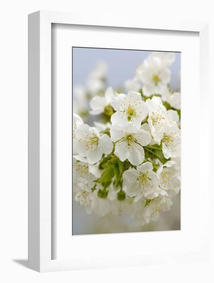 Cherry Tree, Branch, Detail, Blooms, Tree-Herbert Kehrer-Framed Photographic Print