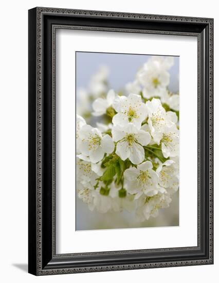 Cherry Tree, Branch, Detail, Blooms, Tree-Herbert Kehrer-Framed Photographic Print