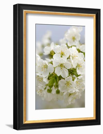 Cherry Tree, Branch, Detail, Blooms, Tree-Herbert Kehrer-Framed Photographic Print