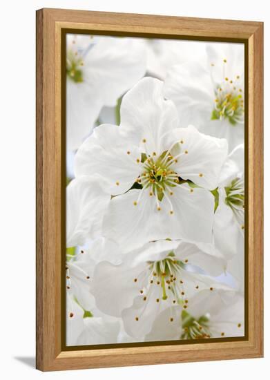 Cherry Tree, Branch, Detail, Blooms, Tree-Herbert Kehrer-Framed Premier Image Canvas