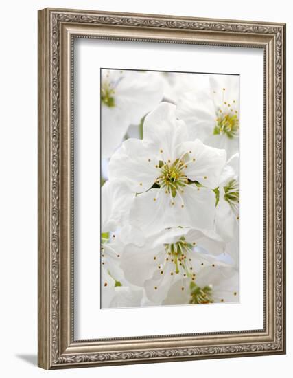 Cherry Tree, Branch, Detail, Blooms, Tree-Herbert Kehrer-Framed Photographic Print