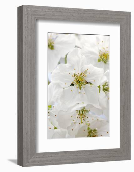 Cherry Tree, Branch, Detail, Blooms, Tree-Herbert Kehrer-Framed Photographic Print