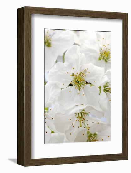 Cherry Tree, Branch, Detail, Blooms, Tree-Herbert Kehrer-Framed Photographic Print