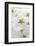 Cherry Tree, Branch, Detail, Blooms, Tree-Herbert Kehrer-Framed Photographic Print