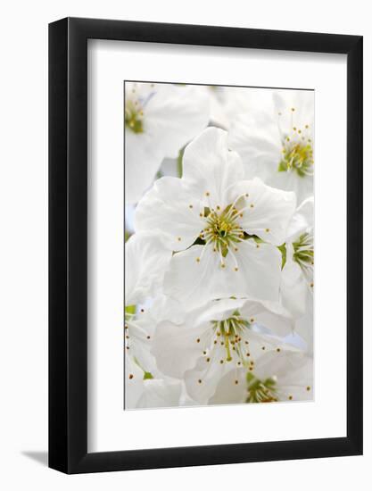 Cherry Tree, Branch, Detail, Blooms, Tree-Herbert Kehrer-Framed Photographic Print
