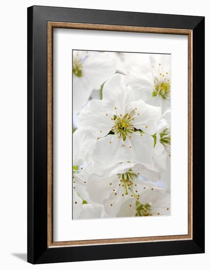 Cherry Tree, Branch, Detail, Blooms, Tree-Herbert Kehrer-Framed Photographic Print